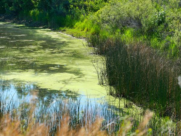 Le alghe blu possono essere presenti in laghi, stagni e fiumi.